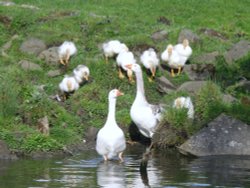 Wildlife on the Bradford/Bingley Canal Wallpaper