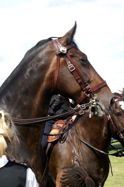 A fine looking horse.