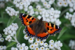 Butterfly and blooms