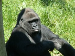 Jersey Zoo Wallpaper