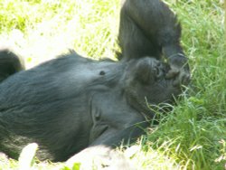 Jersey Zoo Wallpaper