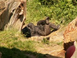 Jersey Zoo Wallpaper