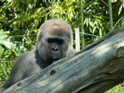 Jersey Zoo Wallpaper