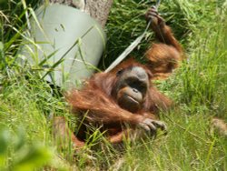 Jersey Zoo Wallpaper