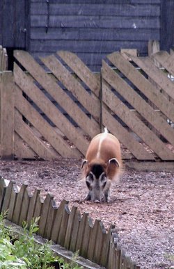 Funny looking pig.