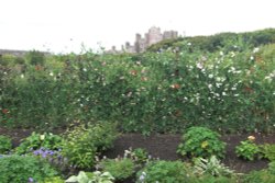 Castle Mey Gardens