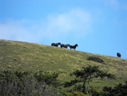 Horses on the Hillside Wallpaper