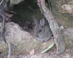 A Rabbit in Leonardslee Gardens Wallpaper