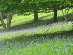 Bluebell Woods