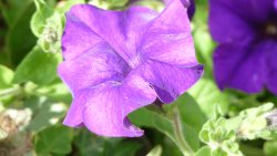 Unknown flower Wallpaper