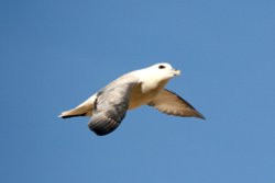 Fulmar Wallpaper