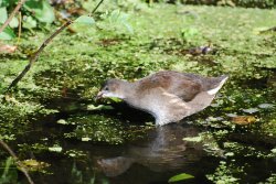 Young Moorhen Wallpaper