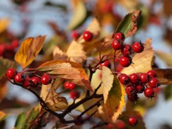 Autumn berries, Oxford University Parks, Oxford.