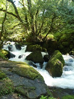 Golitha Falls.