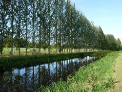 Taunton/Bridgwater Canal Wallpaper
