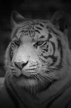 White Tiger