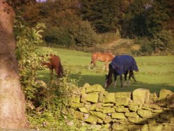 Wellihole farm Wallpaper