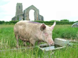 A view of Covehithe Wallpaper