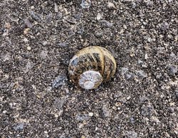 Snail on the path Wallpaper