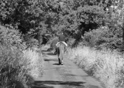 Horse and rider Wallpaper