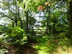 Boggy Wood, Claughton Wallpaper