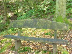 Boggy Wood, Claughton Wallpaper