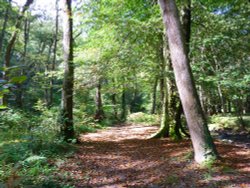 Boggy Wood, Claughton Wallpaper