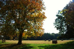 Hay bales opposite Packwood House Wallpaper
