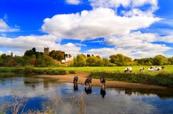 Drinking horses Wallpaper