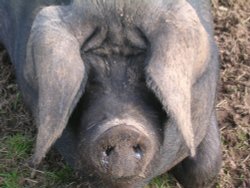 At Jimmys Farm Wallpaper