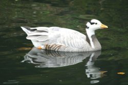 Bar-Headed Goose. Wallpaper