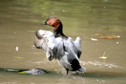 Pochard. Wallpaper