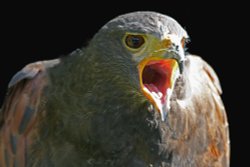 Birds of prey