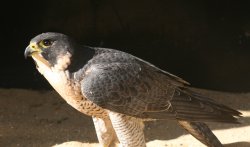Birds of prey