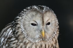 birds of prey