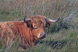 Longhorn on Yorkshire Dales. Wallpaper