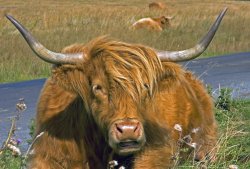 Longhorn Cattle 2