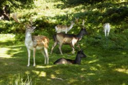 Bradgate Deer. Wallpaper