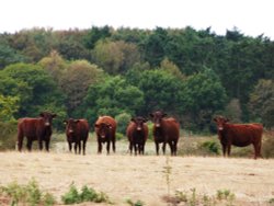 Inquisitive Cows at South Cove, hope they will soon have some green grass. Wallpaper