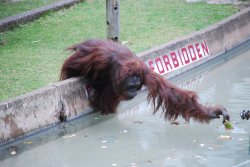 The leaves are always greener on the other side of the pool!