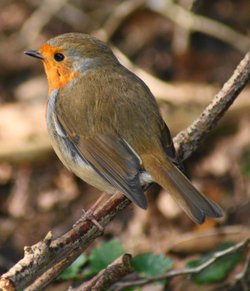 Robin