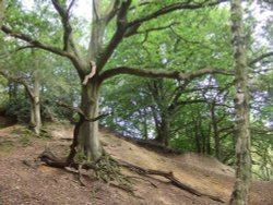 Leith Hill Wallpaper