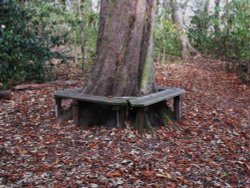 Autumn in the woods Wallpaper