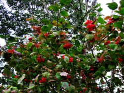 In the woods Wallpaper