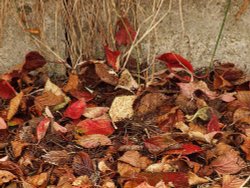 Leaves, Steeple Claydon, Bucks Wallpaper