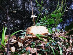 Fungi in the woods Wallpaper