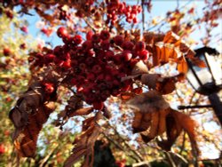 Rowan tree, Steeple Claydon, Bucks Wallpaper