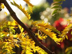 Autumn leaves, Steeple Claydon, Bucks Wallpaper