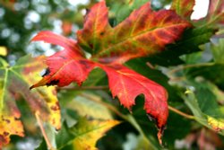 Autumn colours. Wallpaper