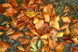 Autumn colours. Wallpaper